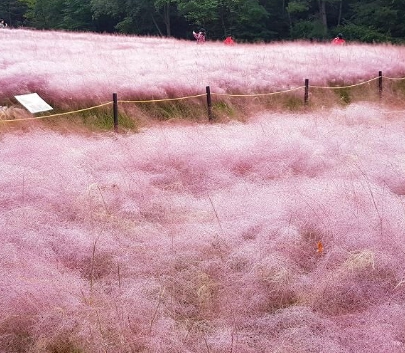 가을 꽃-핑크 뮬리