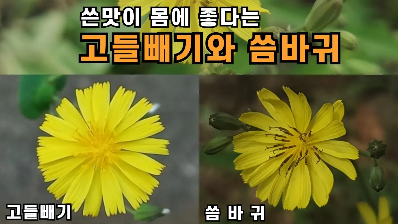 씀바귀 고들빼기 차이점 효능 비교_1