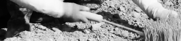 대파 키우기: 과습, 통풍 부족, 병충해 주의