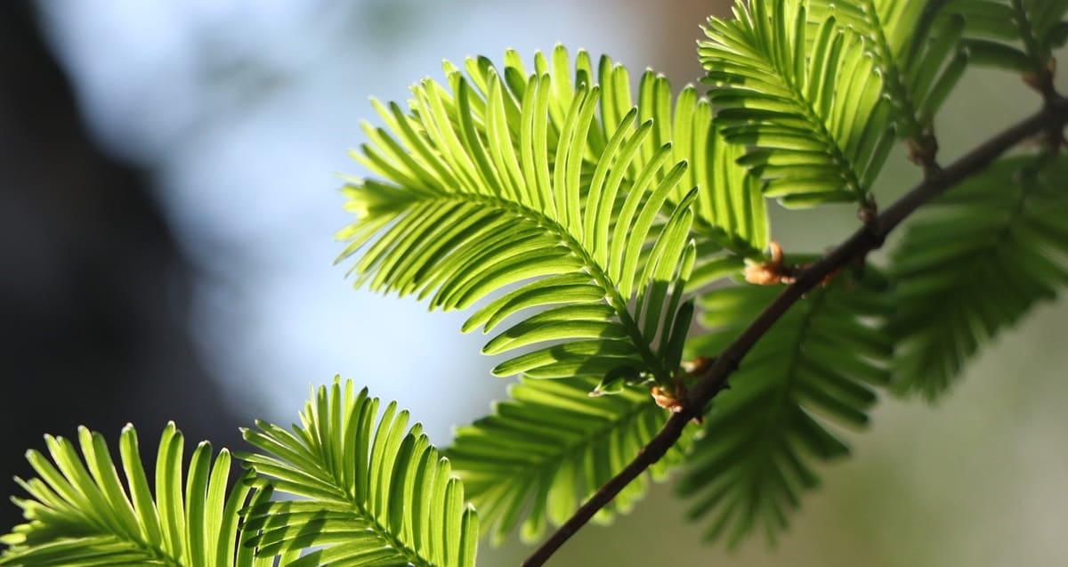 콜레스테롤정상수치