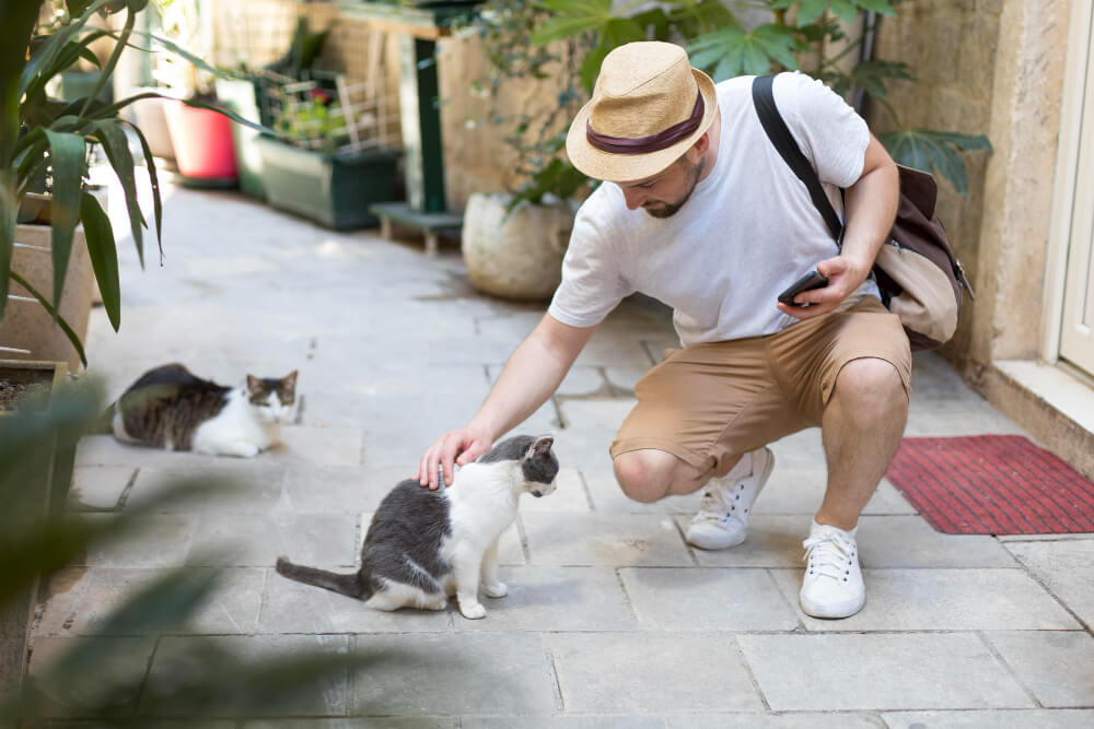 길냥이와 사람의 거리 1m&amp;#44; 그 특별한 의미 🐱｜길고양이 사회화의 시작