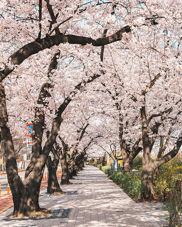 2022 여의도 봄꽃길 안내