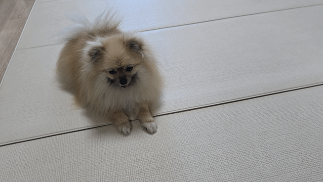 공을 쫓아가는 강아지