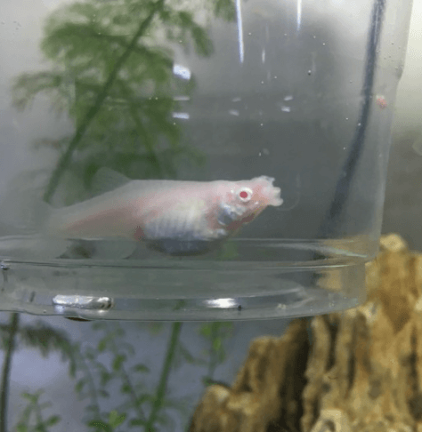 구피 질병 증상(백점병&amp;#44; 마우스펑기&amp;#44; 솔방울병 등)