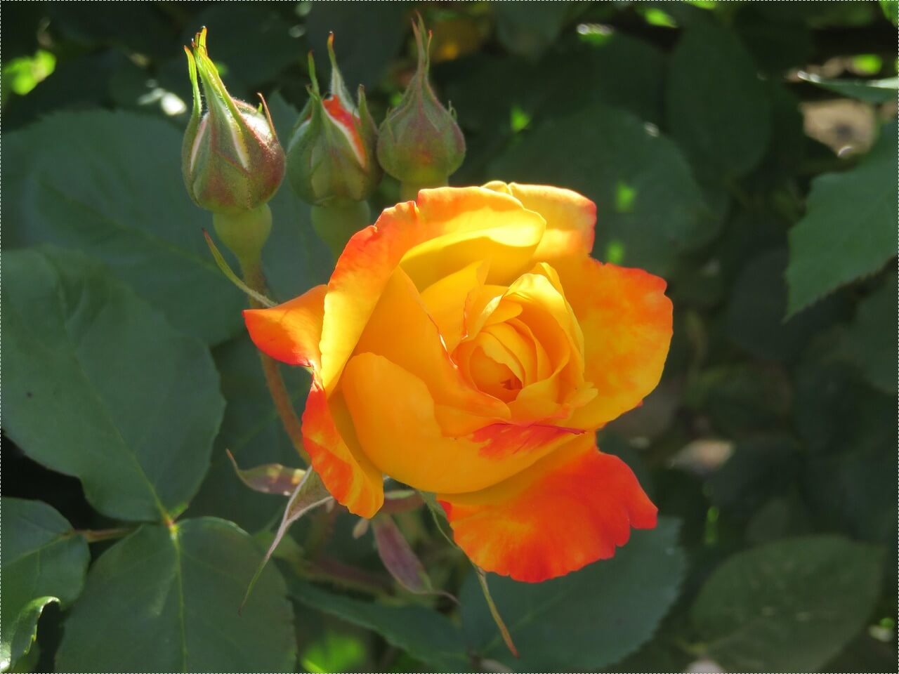 하나은행 정기예금 금리