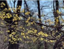 구례 산수유축제 일정