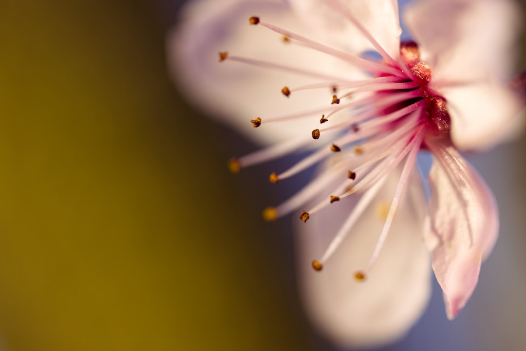 Plum blossom