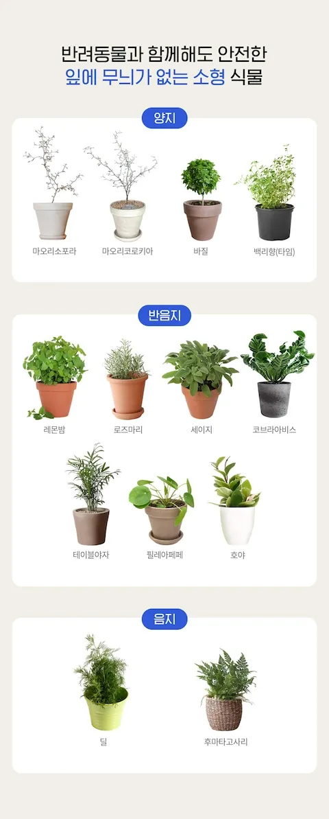 반려동물 안전 실내 식물선택 독성체크 배치높이 관리 간단 가이드_1