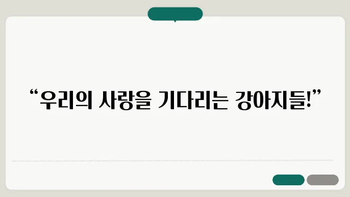 평택강아지보호소 컴투펫위탁보호센터