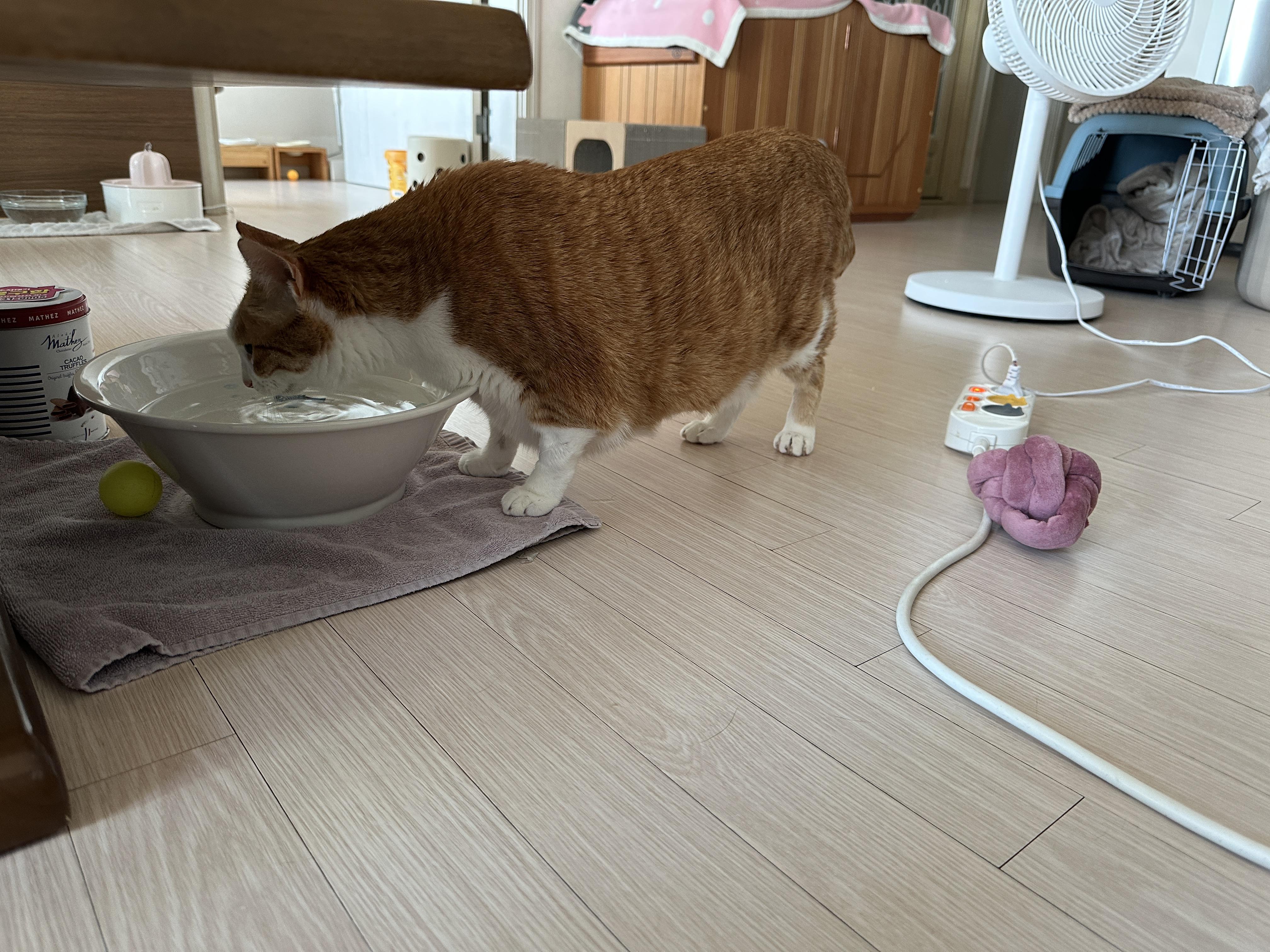 물마시는_호야_1