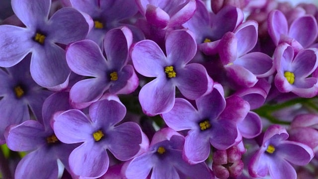 스마트초이스 통신요금 미환급액 조회하기