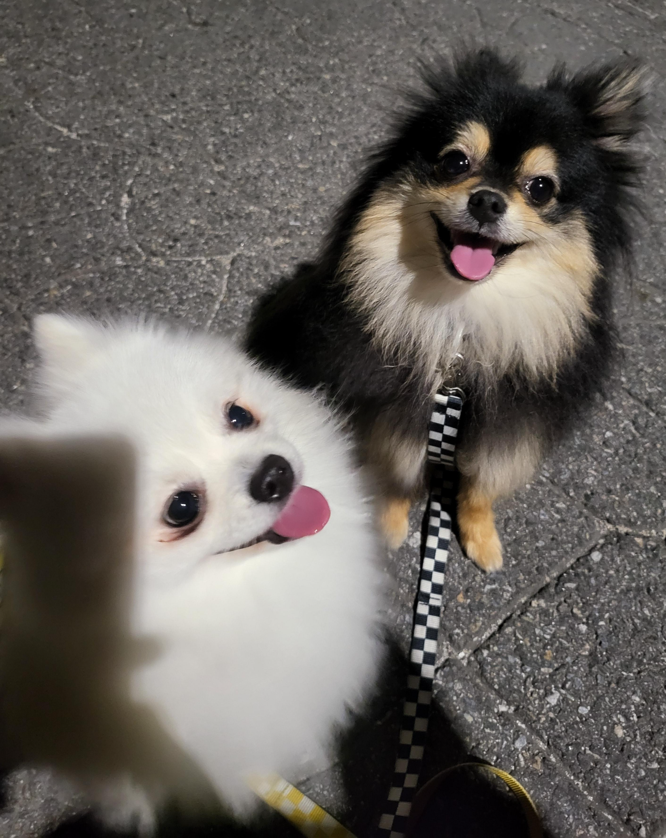 산책중인 하콩&달콩