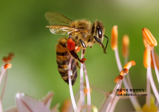 벌화분의 효능