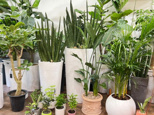 실내-공기정화식물