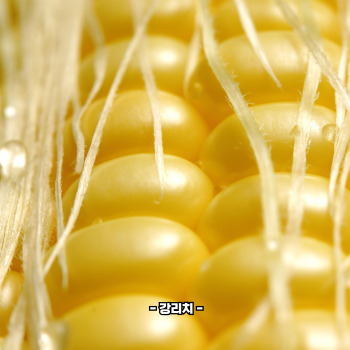 초당옥수수 부작용