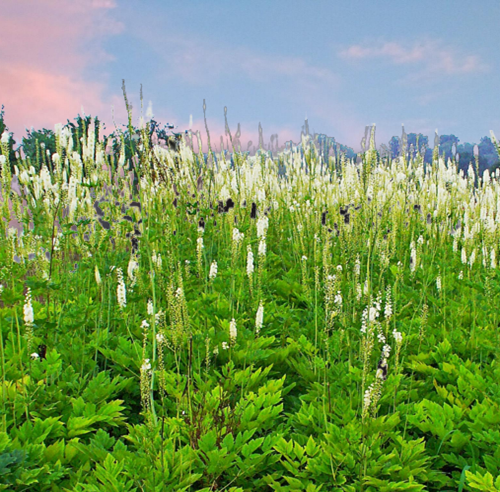 블랙 코호시 재배