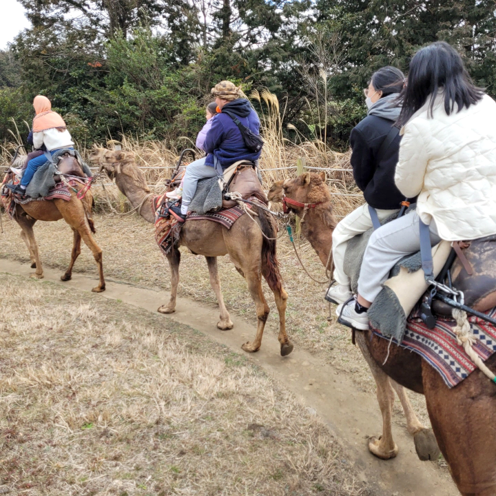 제주 낙타 트래킹하는 와이프와 큰 녀석