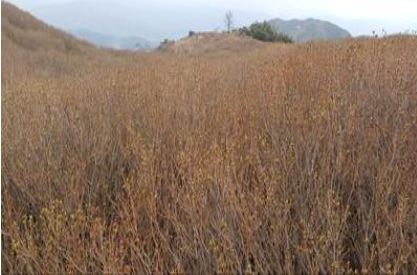 황매산 철쭉축제 실시간 개화상황