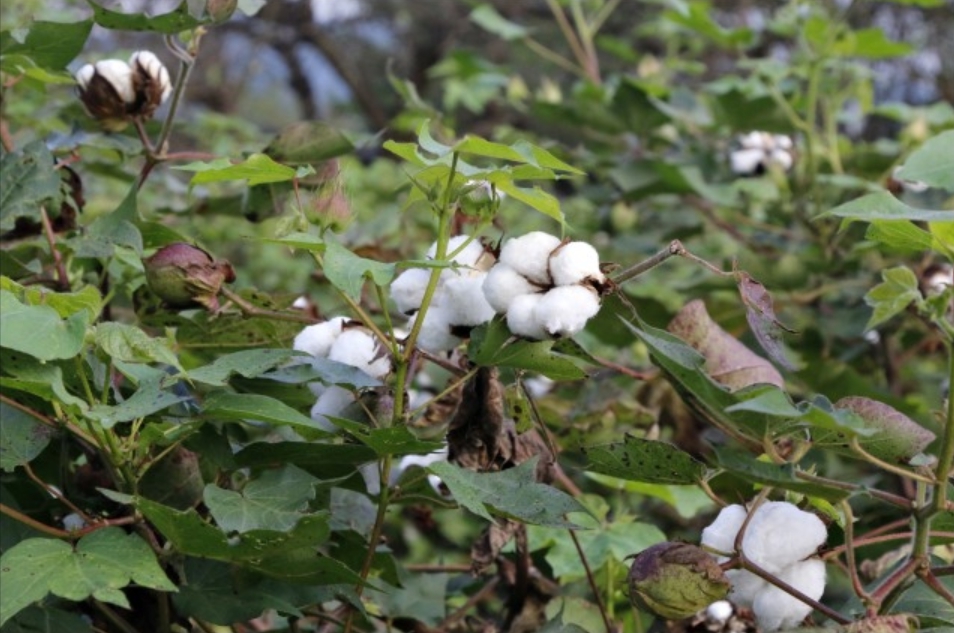 목화