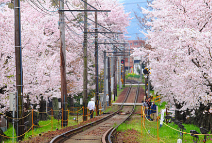 동촌유원지 벚꽃