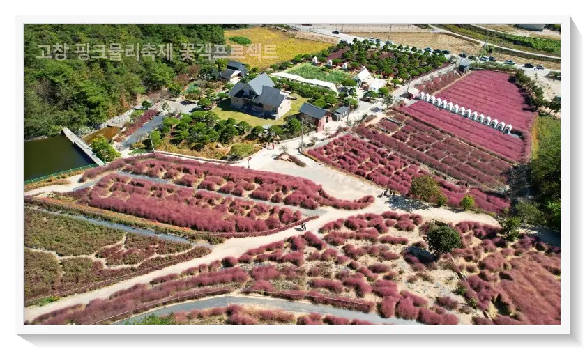 고창핑크뮬리축제