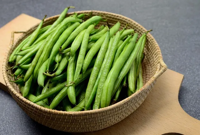 강낭콩 재배 파종 간격 잡초 억제 멀칭 요령_2