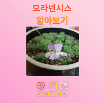 모라넨시스 탐구