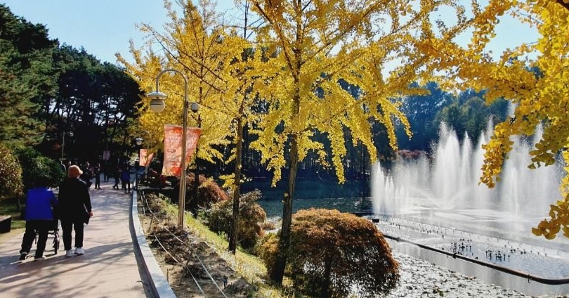 청남대 국화꽃 축제