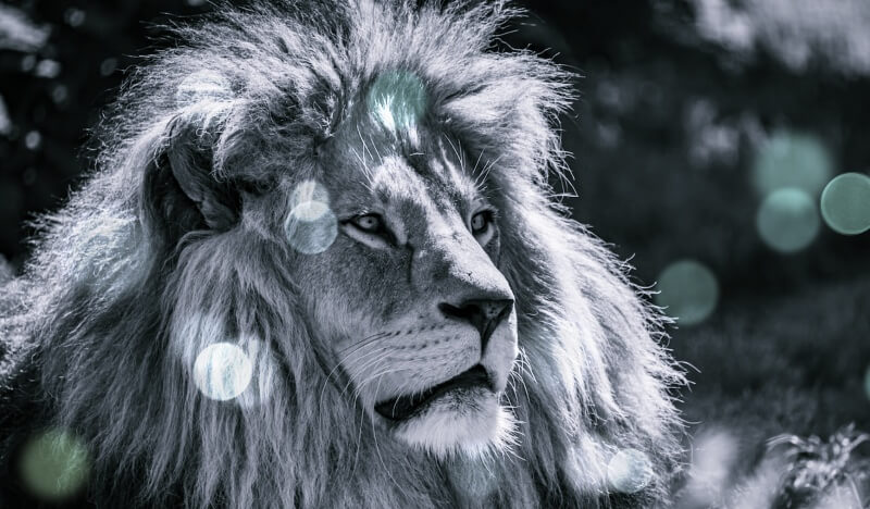 숫사자-흑백사진