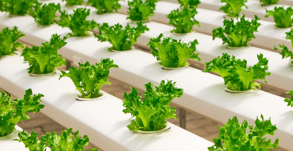 잇몸에 좋은 음식 사진 - 1