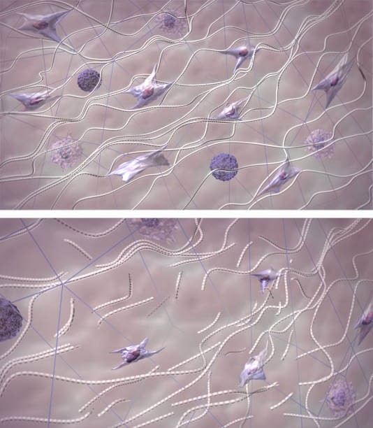 천심련 효능 6가지 및 부작용에 대해서 알아봤습니다. 천심련은 인도에서 수세기 동안 전통적으로 사용되어온 식물로&amp;#44; 최근에는 다양한 건강상의 이점이 인정되어 주목받고 있습니다. 이제는 전 세계적으로 인기 있는 건강식품으로 자리 잡았습니다. 이 글에서는 천심련의 다양한 효능과 함께 섭취할 때 주의할 점 등을 자세히 살펴보겠습니다.