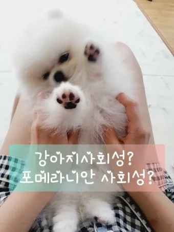 강아지가 다른 강아지 싫어하는 원인과 해결법_21