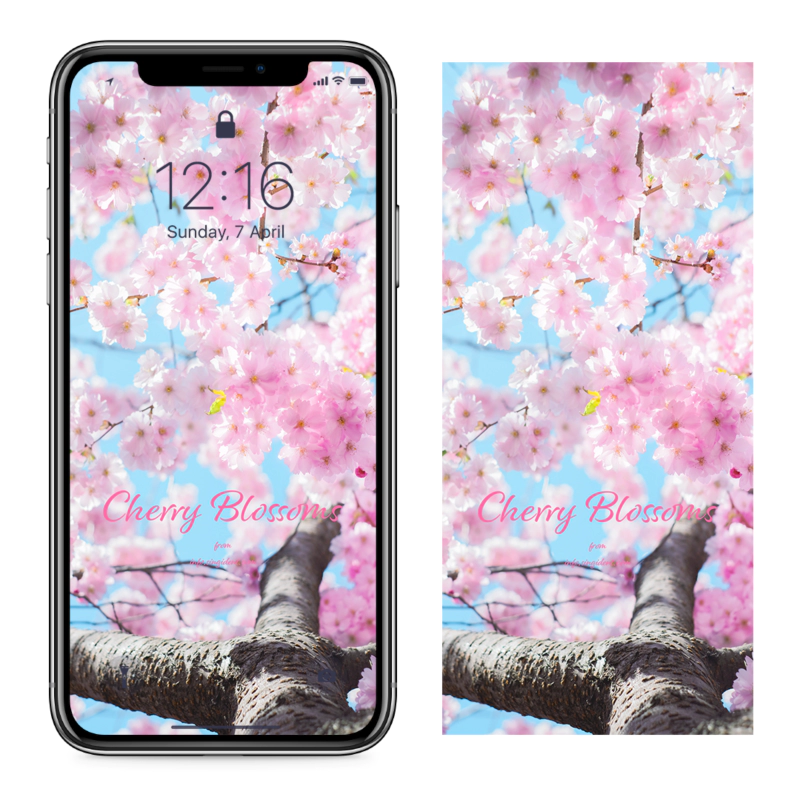 01 체리블라썸 C - Cherry Blossoms 봄배경화면