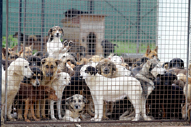 보호소에서 강아지를 입양하는 방법