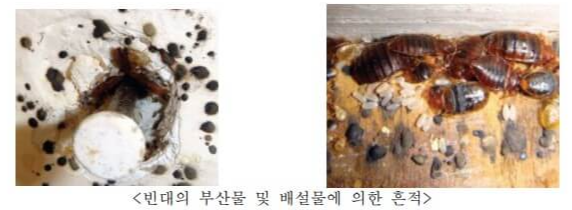 빈대 부산물 및 배설물 흔적