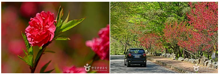 함안 낙화축제 무진정 낙화놀이 일정 주차장 교통편