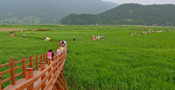 순천만습지 갈대밭