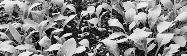 루꼴라 효능: 피부 미용