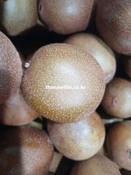 키위 효능 영양 성분 비타민 C