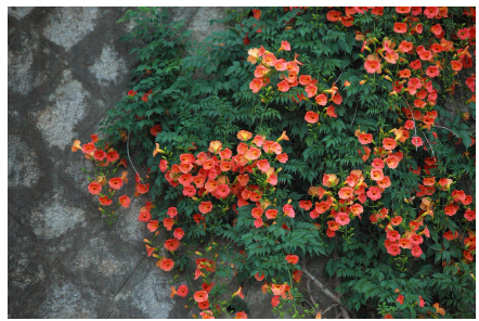 6월 제주도 능소화 명소 총정리