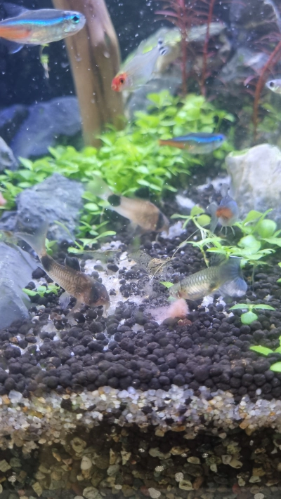 어항 물갈이 환수 방법 및 주기 이끼제거 청소 기타 정보