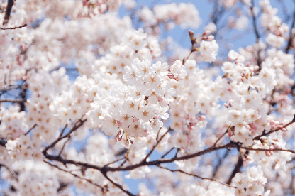 진해 군항제 무료 주차장 셔틀버스 실시간 교통상황 확인하기와 관련된 벚꽃사진