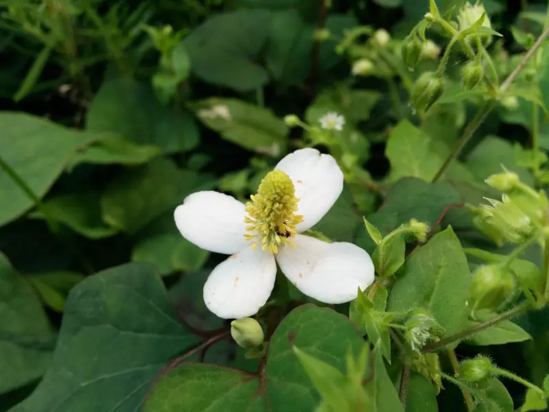 어성초 꽃 한송이