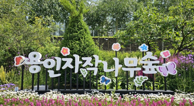 용인 자작나무 숲 이야기