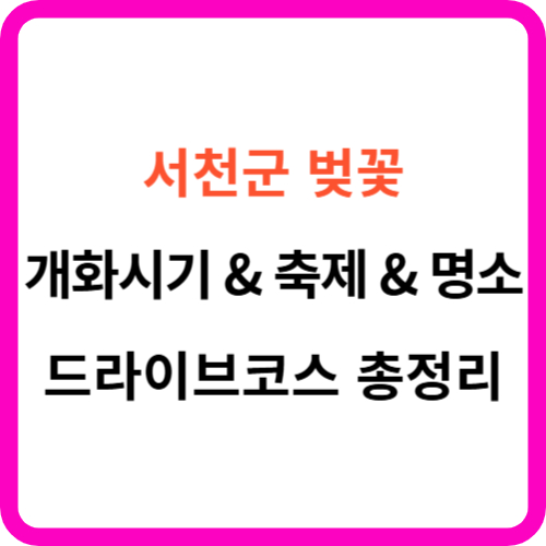 서천 벚꽃 개화시기 명소 드라이브 코스 축제 총정리 썸네일
