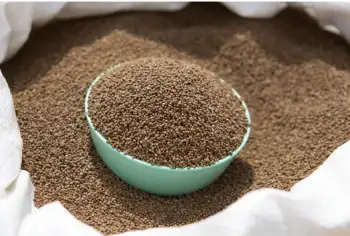 국산 들깨 가격 시세&amp;#44; 효능과 영양성분