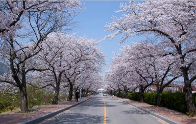 지리산 둘레길 벚꽃