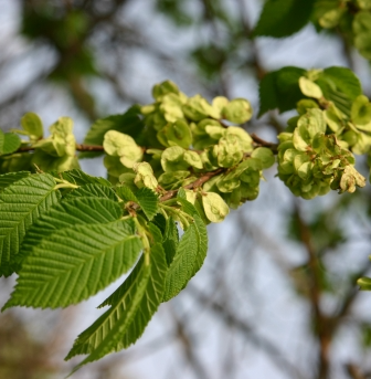 느릅나무 시과1