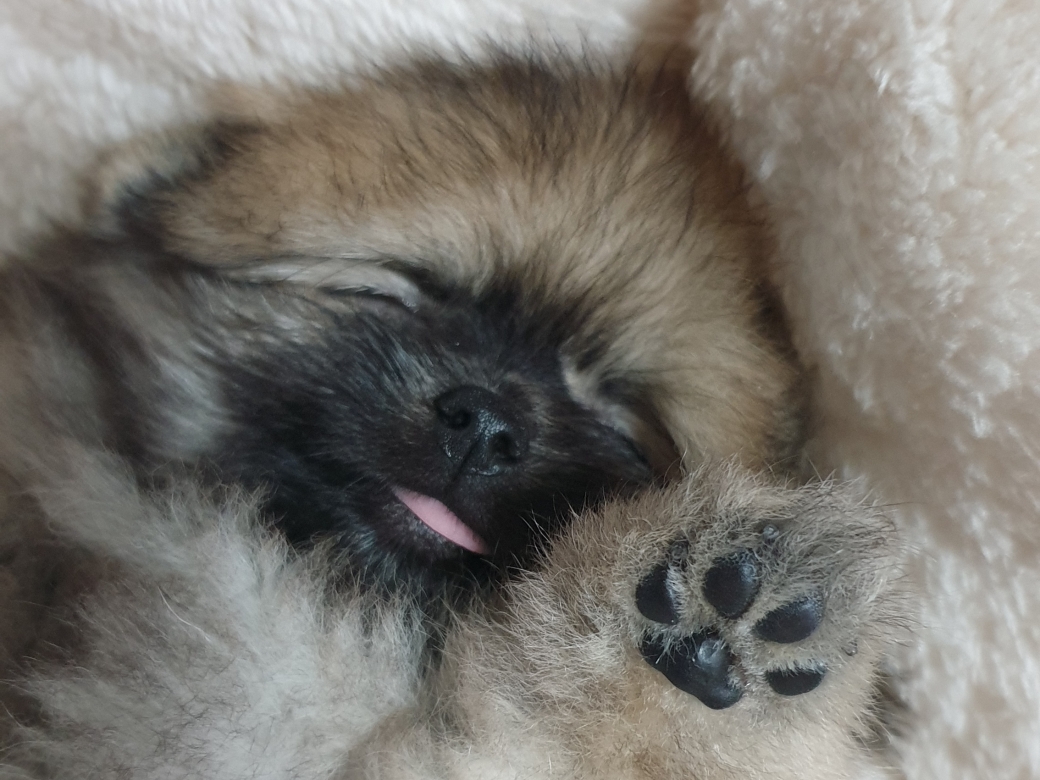 잠자는 세이블 포메라니안