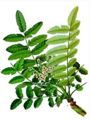 보스웰리아 나뭇잎 모습